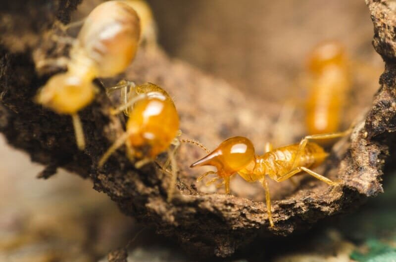 Photo of Best Exterminators