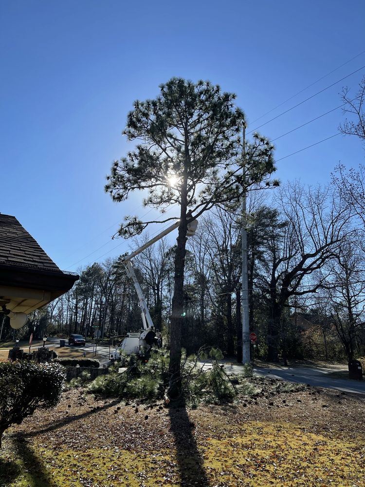 Photo of Jon's Tree Service