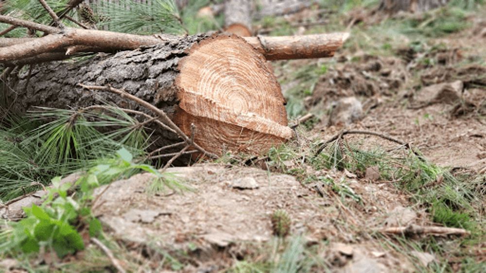 Photo of Jon's Tree Service