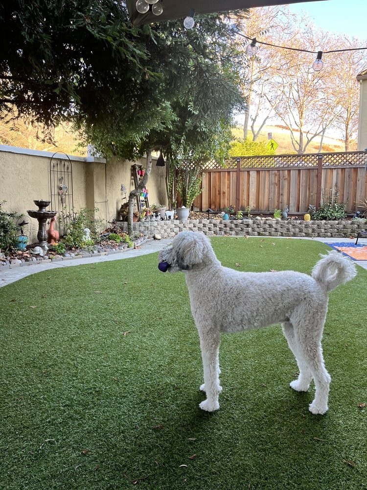 Photo of Artificial Grass Pros