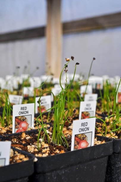 Photo of Lynde Greenhouse & Nursery and Landscape Design