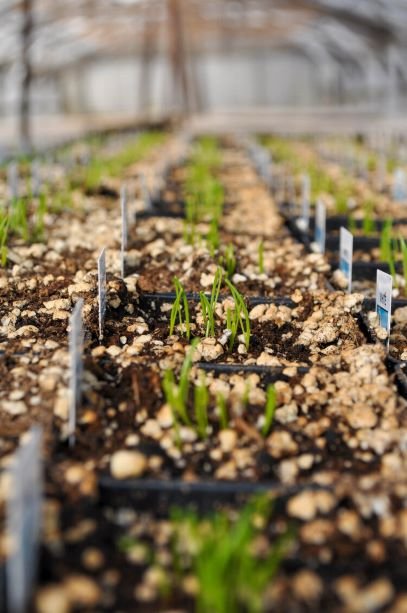 Photo of Lynde Greenhouse & Nursery and Landscape Design
