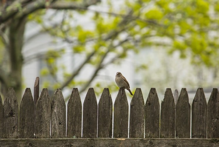 Photo of Southern Indiana Fence Painting and Repair