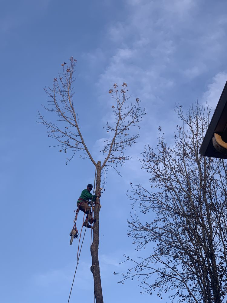 Photo of Jireh Tree Care