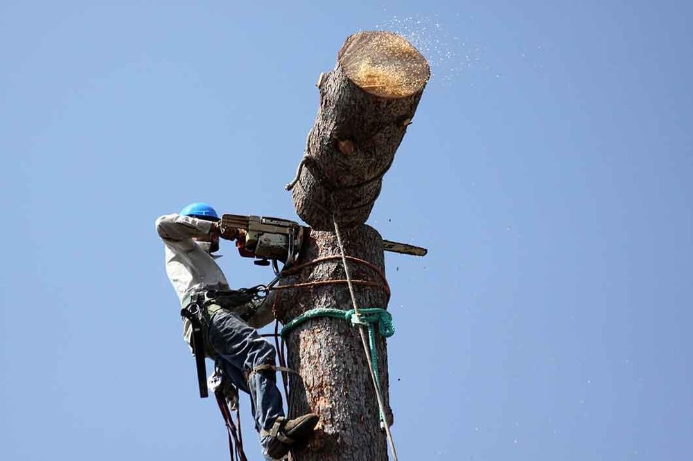 Photo of North Hills Tree Service