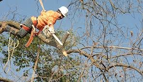 Photo of North Hills Tree Service