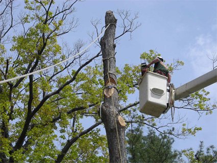 Photo of North Hills Tree Service