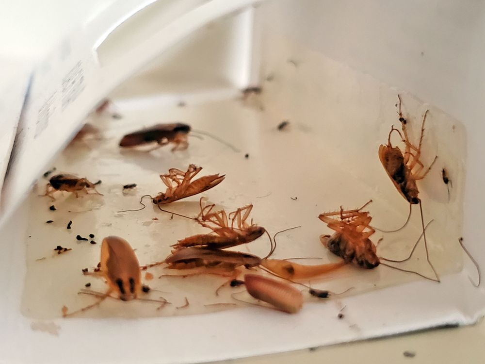 Photo of Artec Pest Control