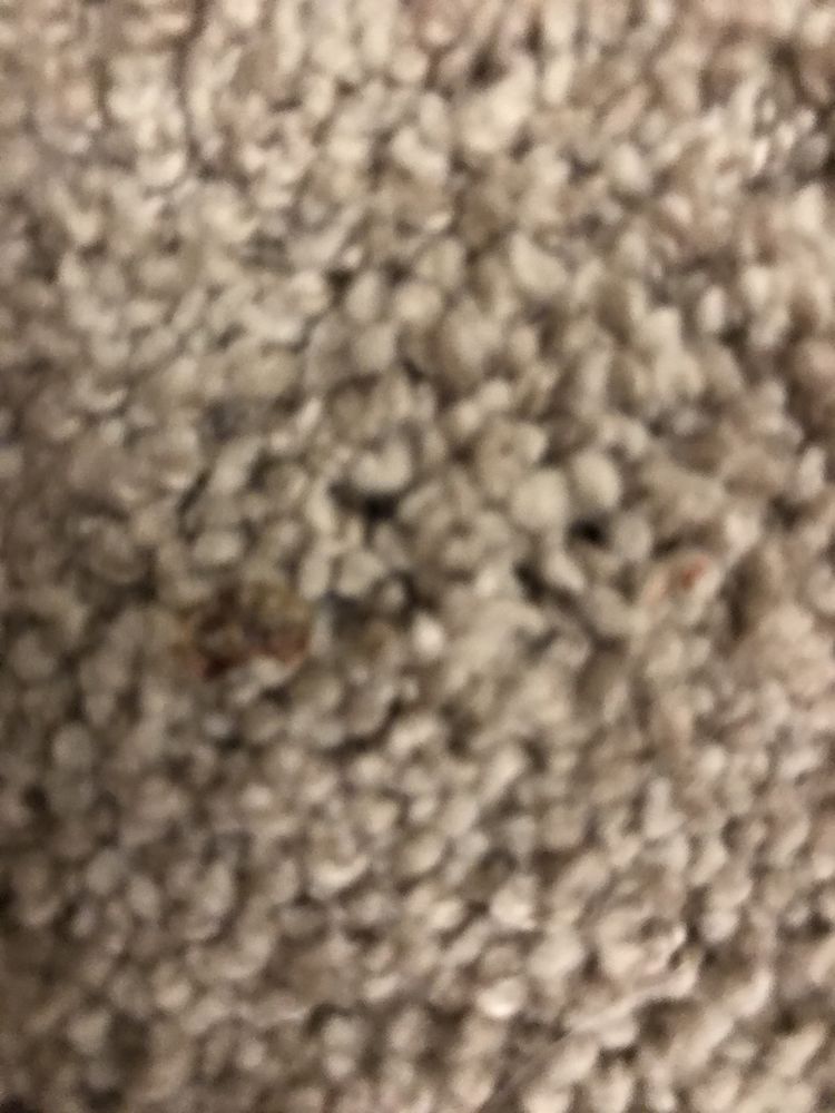 Photo of American Heritage Carpet & Floor Cleaning
