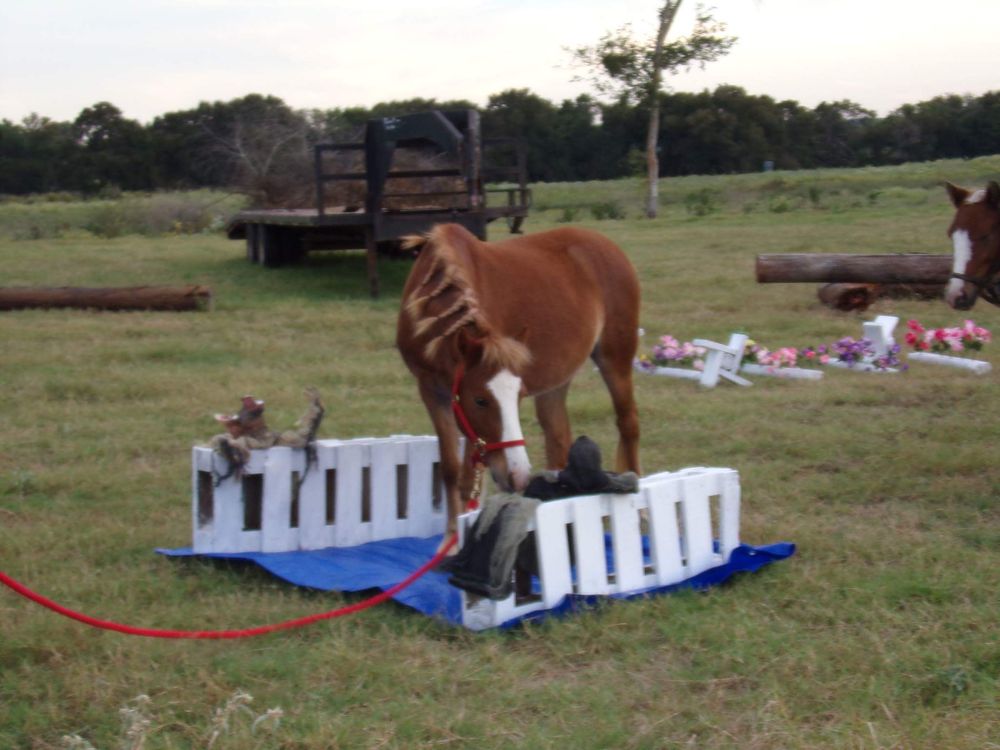Photo of Pastel Ponies