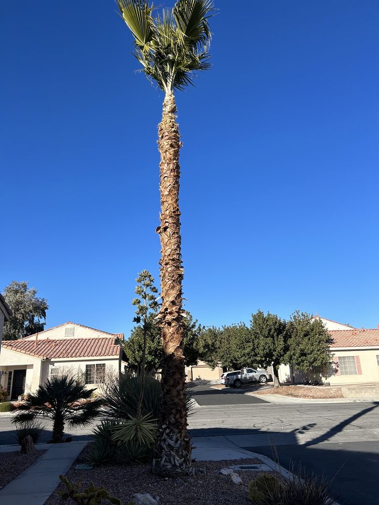 Photo of Las Vegas Hardscape&Design