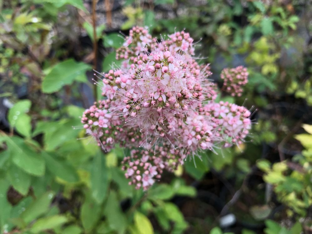 Photo of Garden Ecology