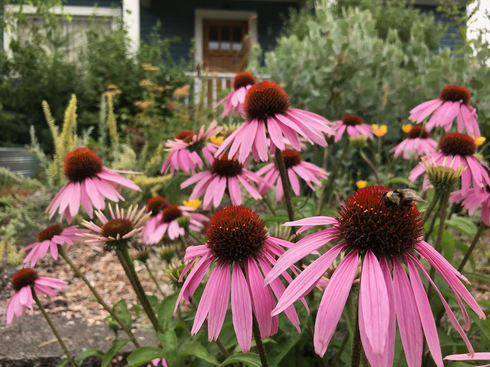 Photo of Garden Ecology