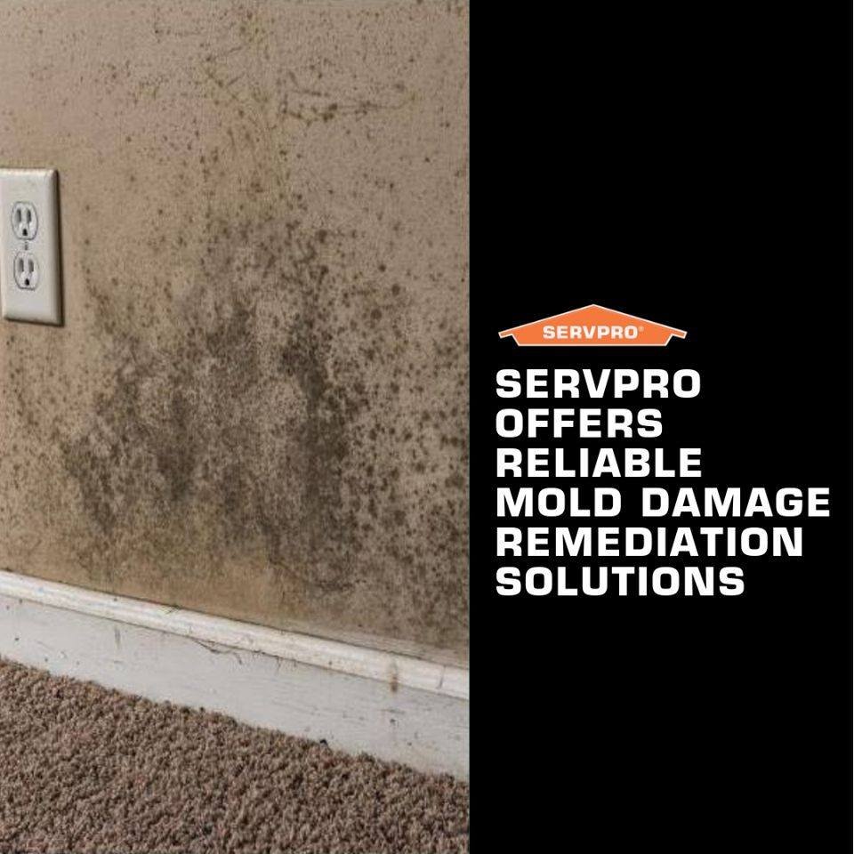 Photo of SERVPRO of Wright County