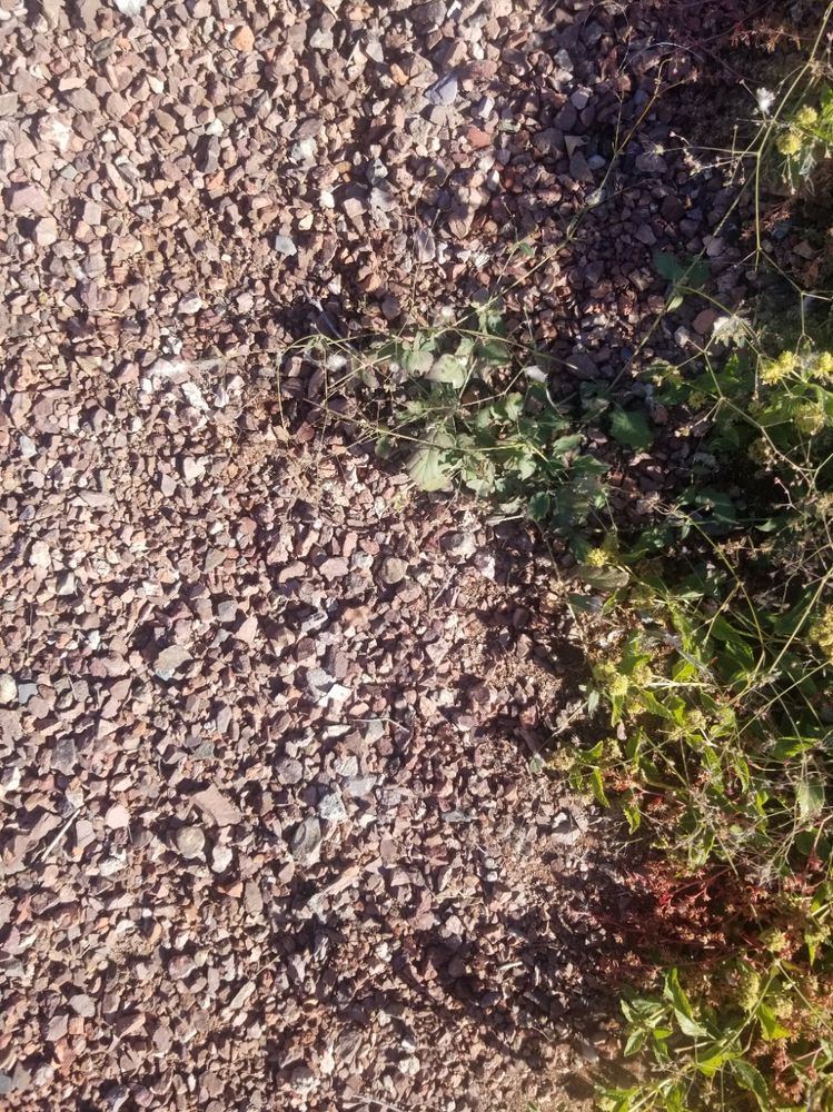 Photo of Rockwell Landscape Maintenance