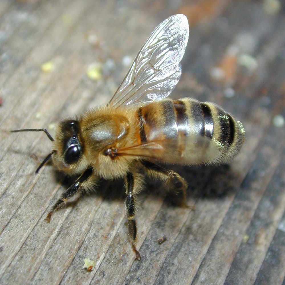 Photo of Advanced Pest Management