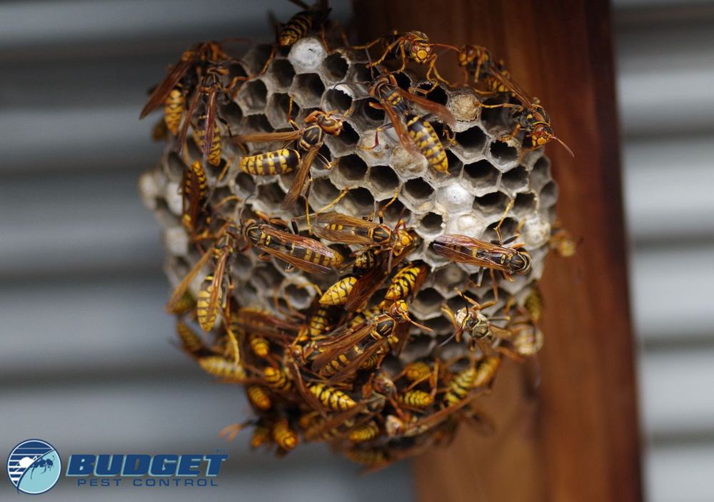 Photo of Budget Pest Control