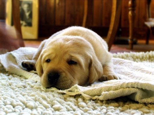 Photo of FL Carpet cleaners