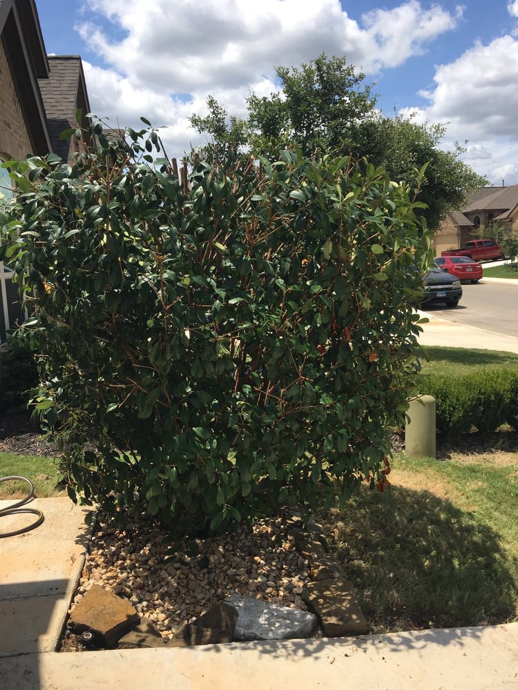 Photo of The Goat Lawn & Tree Services