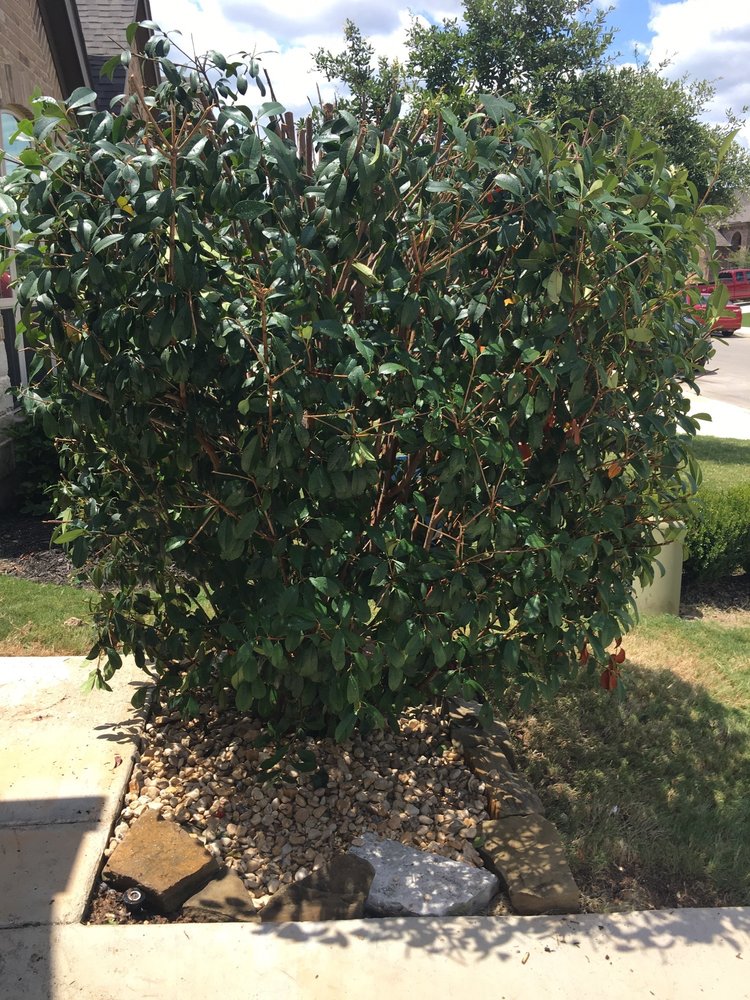 Photo of The Goat Lawn & Tree Services