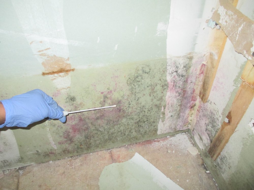 Photo of Indoor Mold Specialist