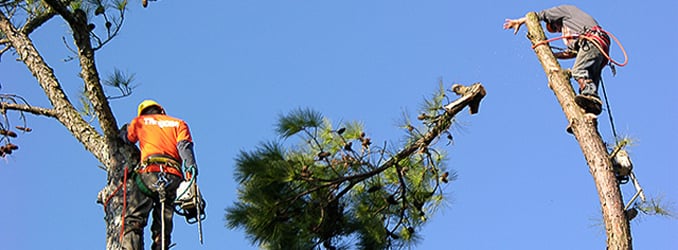 Photo of Anthony Excavation & Tree Services