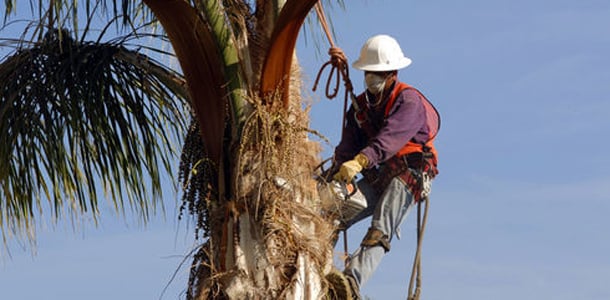 Photo of Anthony Excavation & Tree Services