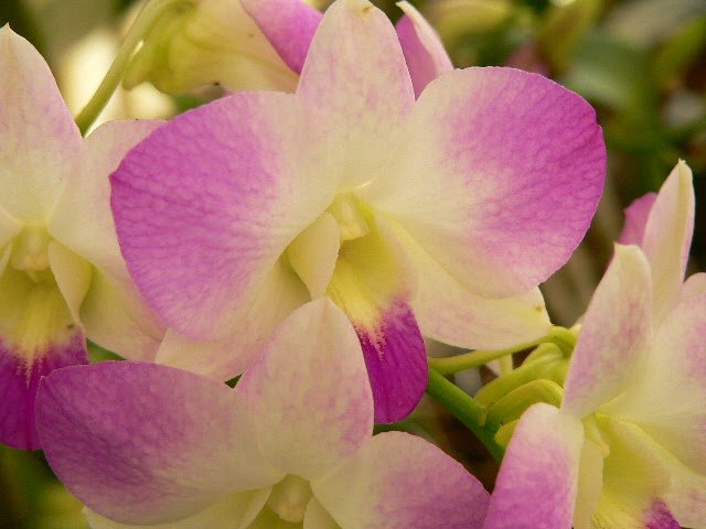 Photo of Tahi Flores Exoticas