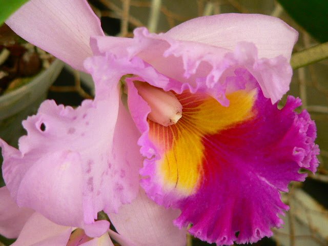 Photo of Tahi Flores Exoticas