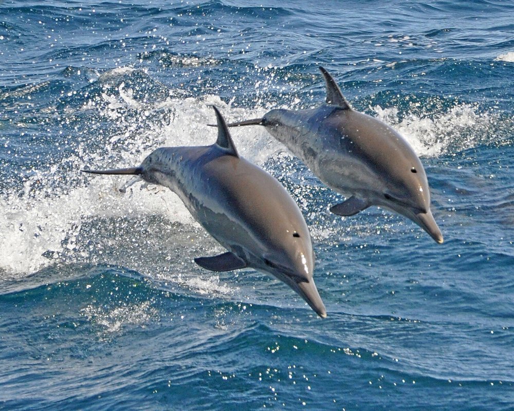 Photo of Boomerang Party Yacht