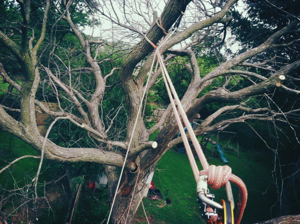 Photo of Earth and Arbor Tree Service