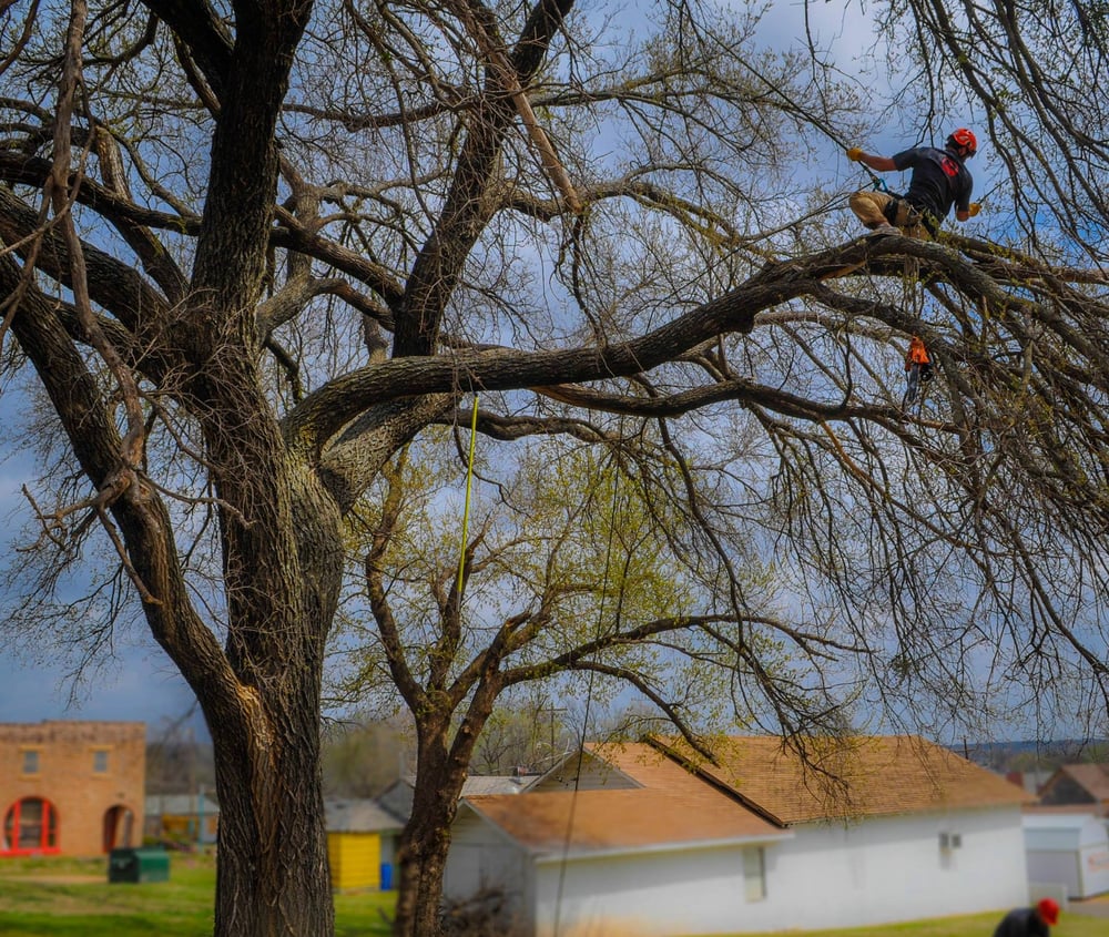 Photo of Earth and Arbor Tree Service