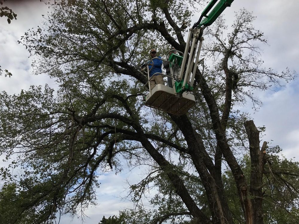 Photo of A Cut Above Lawn and Tree Service
