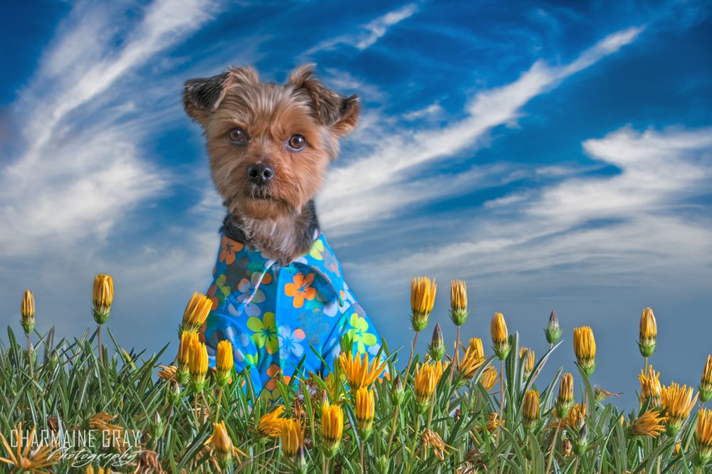 Photo of Charmaine Gray Pet Photography