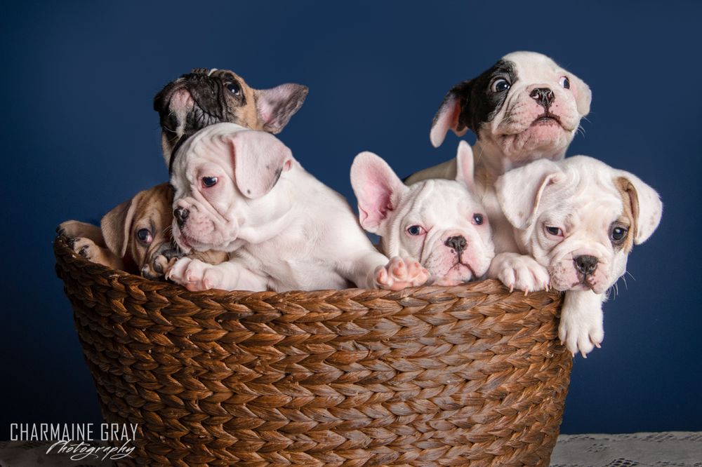 Photo of Charmaine Gray Pet Photography