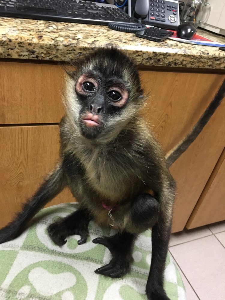 Photo of Monkey See Monkey Do Exotic Petting Zoo