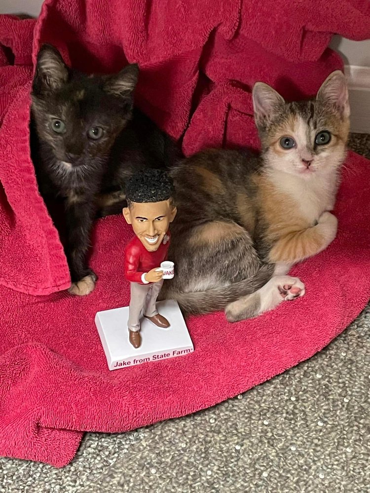 Photo of PJ Johnson - State Farm Insurance Agent