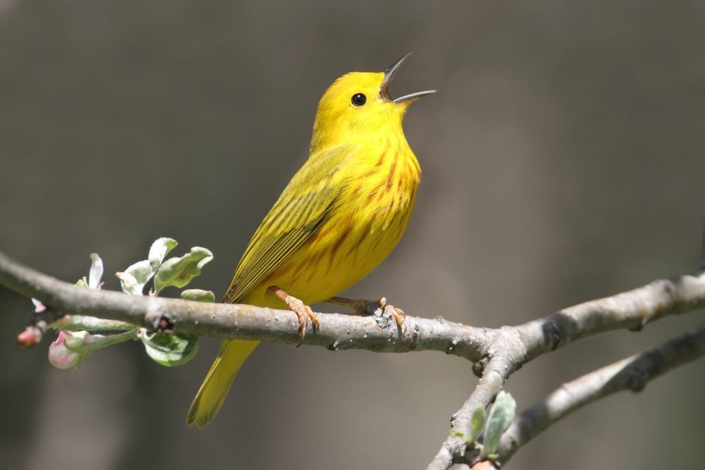 Photo of Stop the Chirp