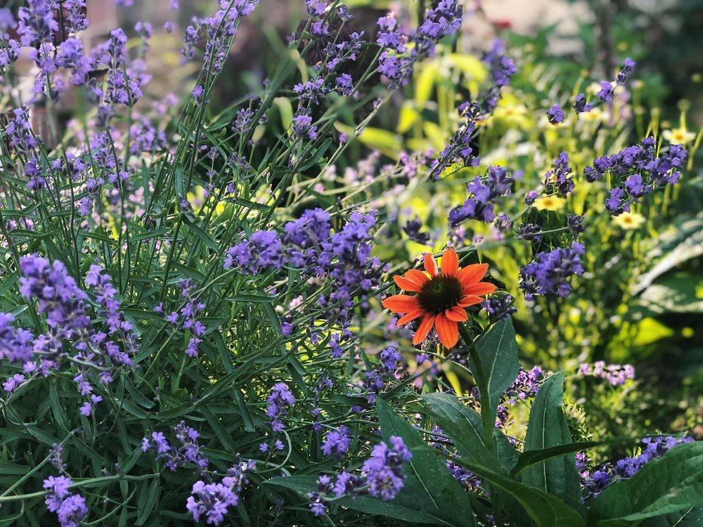 Photo of Native Roots Landscaping