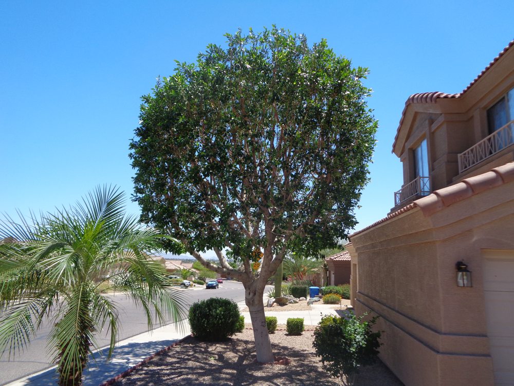 Photo of Lucas Lawn and Yard Care