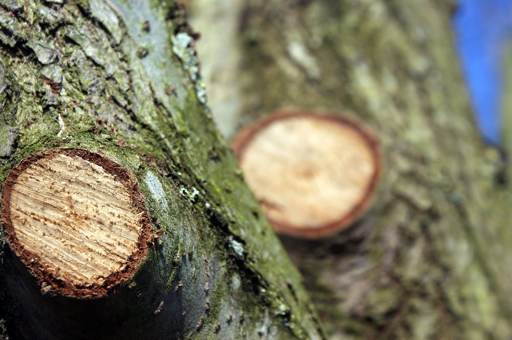 Photo of Little Rock Tree Care