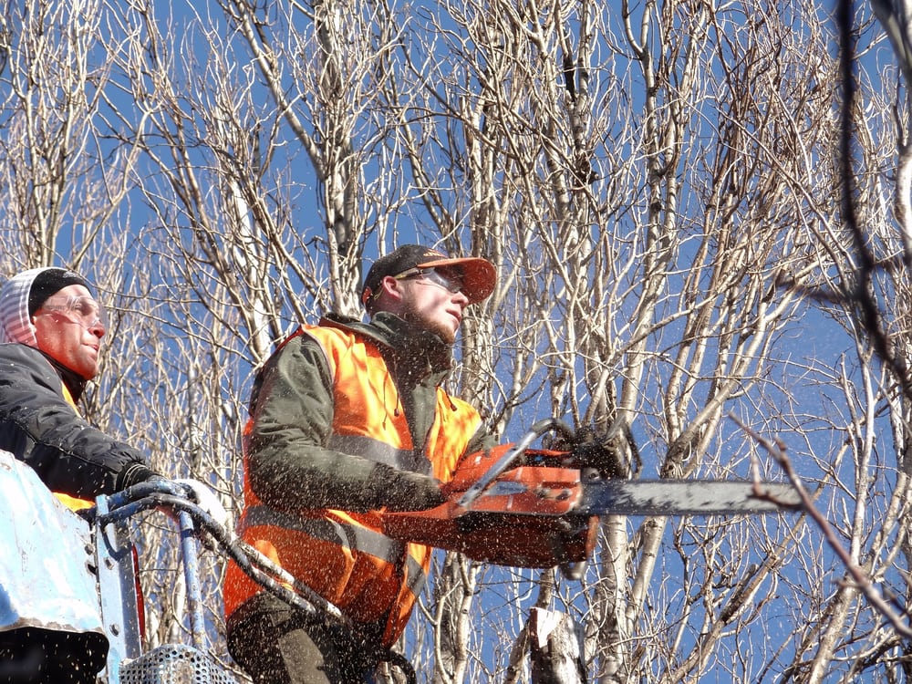Photo of Little Rock Tree Care