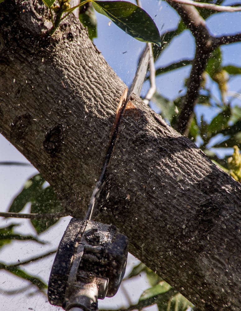 Photo of Little Rock Tree Care