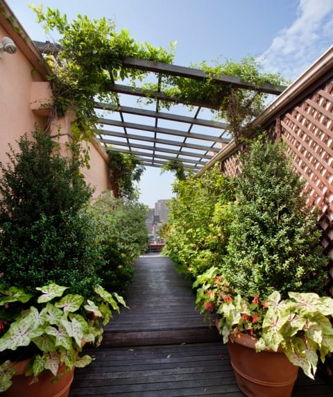 Photo of Holly, Wood and Vine