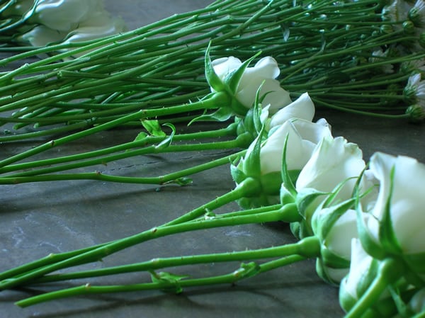 Photo of a. fortuño flors