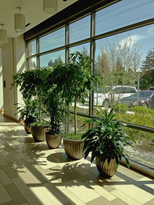 Photo of The Interior Foliage Company