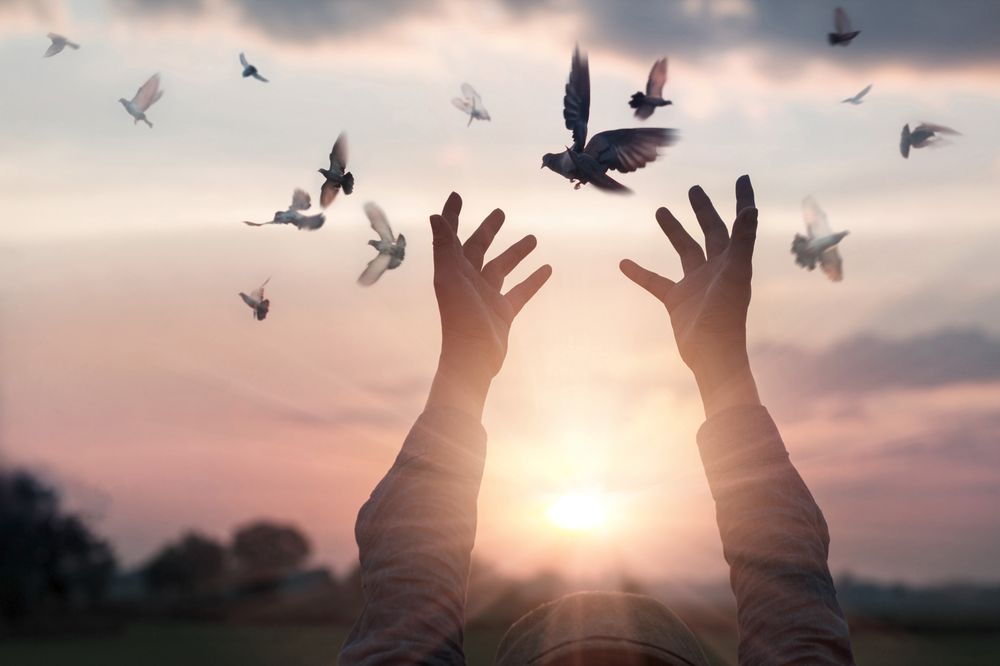 Photo of Charlotte White Dove Release