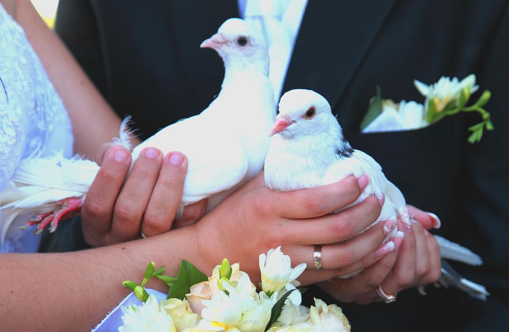 Photo of Charlotte White Dove Release