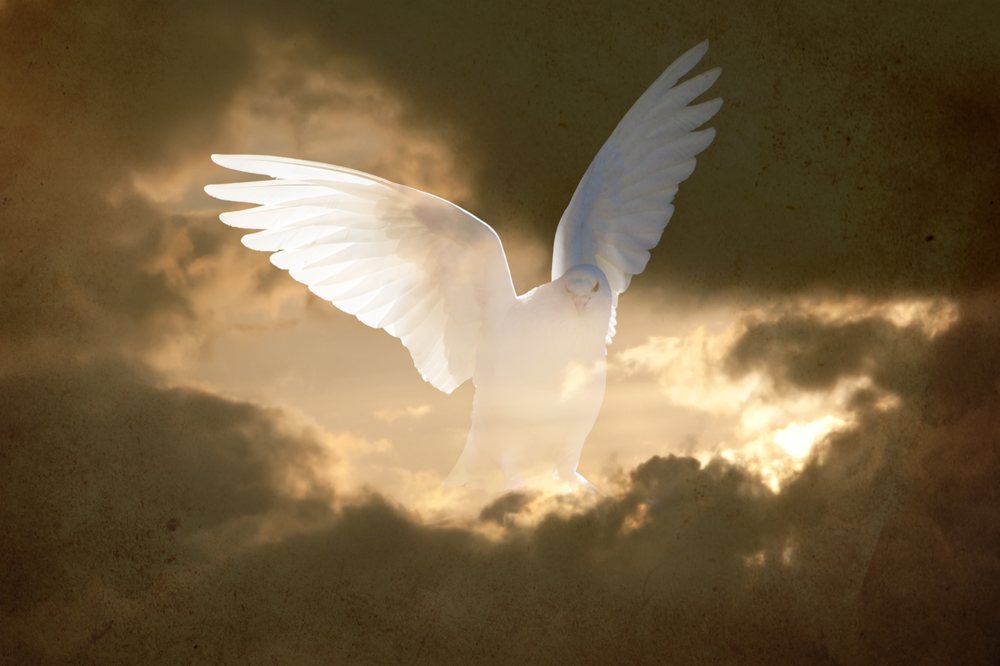 Photo of Charlotte White Dove Release