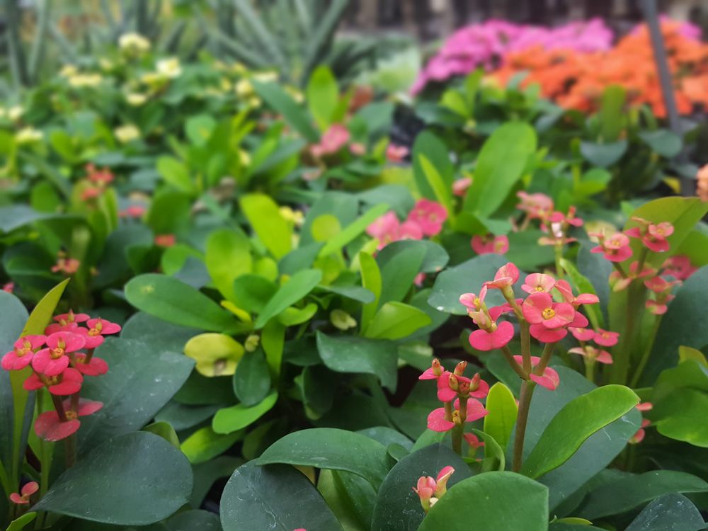 Photo of Quality Gardens